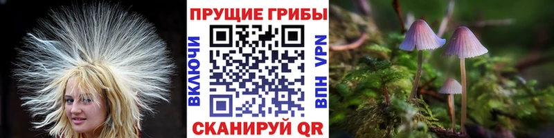 Купить закладки  Лысково  Псилоцибиновые грибы Psilocybine cubensis 